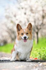 Eames lounge chair - 图片 2